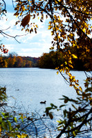 Duck on River