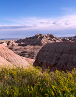 Yellow Sweetclover at Badlands National Park