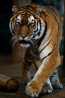 On The Prowl